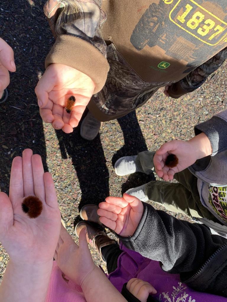 Wooly Worms at Ronc. Elem.